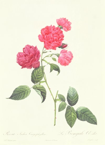 Rosa Indica Caryophyllea von Pierre Joseph Redouté